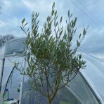 Olivovník európsky (Olea europaea) ´FRANGIVENTO´ - obvod kmeňa 8/10 cm, výška 150-200 cm, kont. C18L - na kmienku (-12°C)